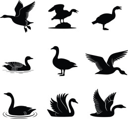 Silhouette vector illustration of geese, ducks, and swans in flight and swimming poses, wild bird collection design elements for nature and wildlife themes