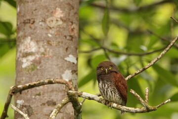 Chestnut-backed owlet, Sinharaja Rain Forest, Sri Lanka 
