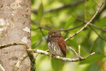 Chestnut-backed owlet, Sinharaja Rain Forest, Sri Lanka 
