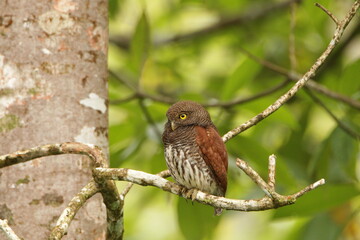 Chestnut-backed owlet, Sinharaja Rain Forest, Sri Lanka 
