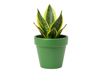 Vibrant snake plant in a simple green pot, showcasing striking yellow and green leaf patterns against a dark background.