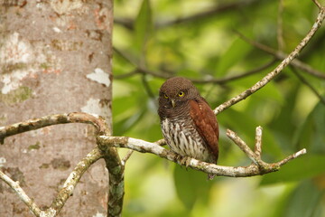 Chestnut-backed owlet, Sinharaja Rain Forest, Sri Lanka 
