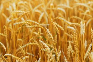 Golden Wheat field background, ripe ears of wheat on field at natural light. Yellow ripe grains bread crop, good harvest in agricultural field, autumn season. Crops field grain culture at sunlight