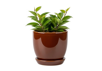 A vibrant houseplant sits in a rich, brown ceramic pot with a matching saucer, showcasing lush green foliage.