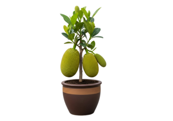 A vibrant jacaranda tree in a decorative brown pot, displaying ripe, green jackfruit.
