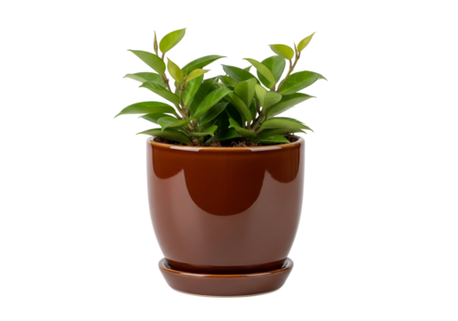 A vibrant houseplant sits in a rich, brown ceramic pot with a matching saucer, showcasing lush green foliage.