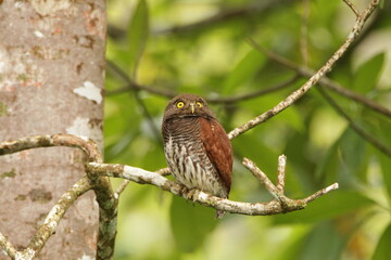 Chestnut-backed owlet, Sinharaja Rain Forest, Sri Lanka 
