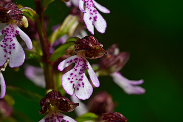 Purpur-Knabenkraut // Lady orchid (Orchis purpurea) - Naturschutzgebiet Stomoplo, Primorsko, Ropotamo-Reservat, Bulgarien