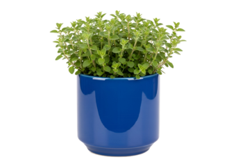 Vibrant oregano plant sits in a glossy cobalt blue ceramic pot against a black background.