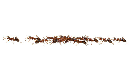 Isolated Ants © Natalia