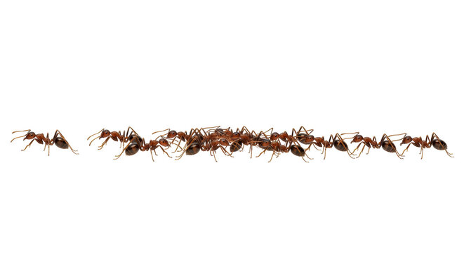 Isolated Ants