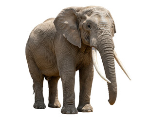 Fototapeta premium Isolated African elephant stands, facing right, detailed skin texture is visible in full