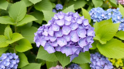 Hydrangea macrophylla 'Libelle', commonly known as Hortensia -   Edinburgh, Scotland, United Kingdom