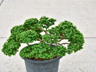 Bonsai plants are beautiful as a hobby of caring for plants that need patience. 