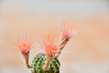 Beautiful blooming cactus, selective focus blurred green nature background. Hobby during work from home concept