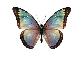 Isolated iridescent butterfly with open wings, blue violet color tones, beautiful specimen