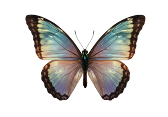 Isolated iridescent butterfly with open wings, blue violet color tones, beautiful specimen