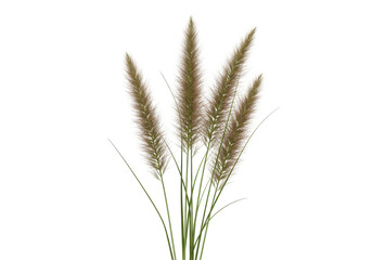 Lush Pampas Grass Arrangement in Natural Setting with Soft Background Elements isolated on white background