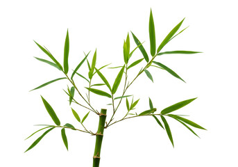 Obraz premium Isolated bamboo plant branch, fresh green bamboo leaves, cut stem, asian nature element