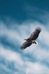 Obraz premium Majestic bird soars through a vibrant sky, symbolizing freedom and power. Ideal for nature, wildlife, or aspirational themes in editorials and advertising.