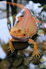 Bearded dragon lizard on Natural Habitat ,Close up image of Inland Bearded Dragon (Pogona vitticeps), Australian Bearded Dragon 