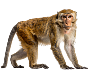 Monkey walk  isolated on a transparent background”.