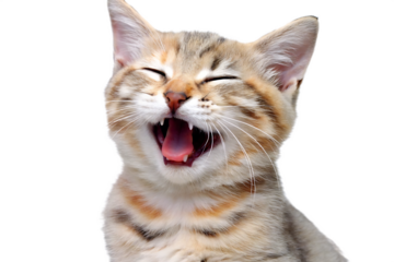 Adorable kitten with mouth open wide laughing isolated on a transparent background