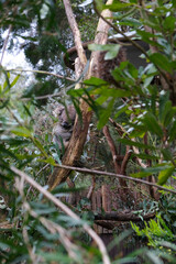 Koala Hanging on Eucalyptus Tree Branch in Australia