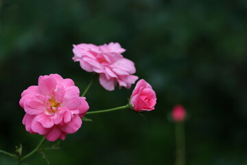 Fototapeta premium 花の女王