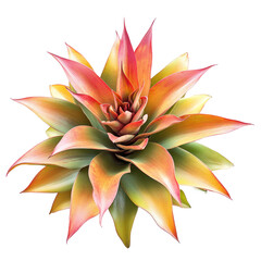 Colorful bromeliad plant isolated on black background
