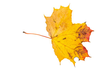 Close up of maple yellow autum leaf isolated on white background