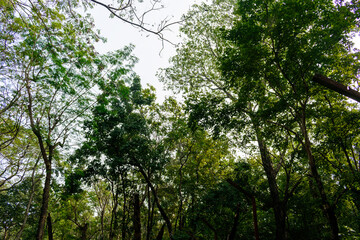 Lush Green Foliage of a Dense Forest With Sunlight Filtering Through