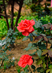 Vibrant Red Rose Blooming in a Lush Garden Setting