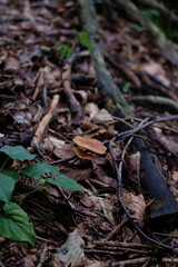 Foraging in the forest