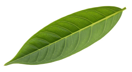 Obraz premium Isolated Green Leaf