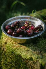 bowl filled with ripe cherries sits atop a mossy log in a lush green setting. Sunlight filters through the foliage, enhancing the vibrant colors of the fruit
