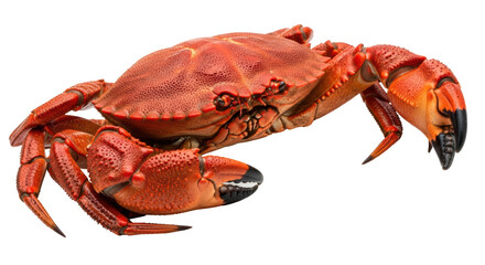 Isolated Crab