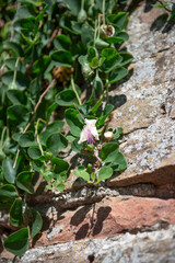 Capparis Spinosa Caper Bush with Green Leaves and Edible Buds in Summer