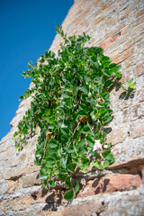 Capparis Spinosa Caper Bush with Green Leaves and Edible Buds in Summer
