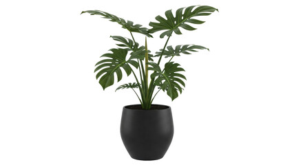 Isolated Monstera Plant in Pot © Joao