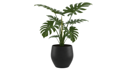 Isolated Monstera Plant in Pot