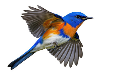 Isolated Bluebird Flying