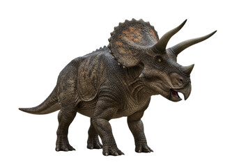 Fototapeta premium Isolated Triceratops with horns and beak, prehistoric creature with detailed skin texture