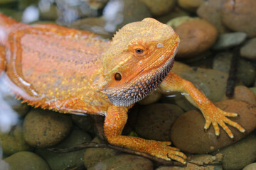 Bearded dragon lizard on Natural Habitat ,Close up image of Inland Bearded Dragon (Pogona vitticeps), Australian Bearded Dragon 
