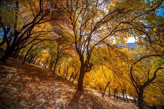 View of golden autumn leaves rustling on trees, blanketing the sloping ground in a warm, textured carpet of color, Nagar Khas, Gilgit Baltistan, Pakistan.