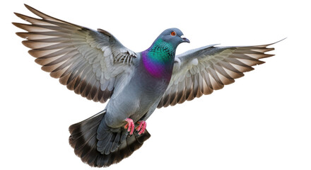 Isolated Pigeon Flying