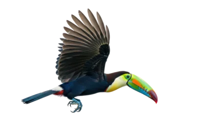 Fotobehang Toekan Isolated Toucan  © Natalia