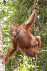 Naklejka premium Orang Utan