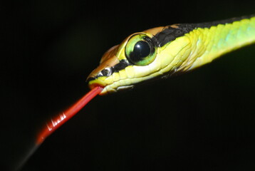 snake on a branch