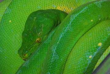 close up of a green snake python 